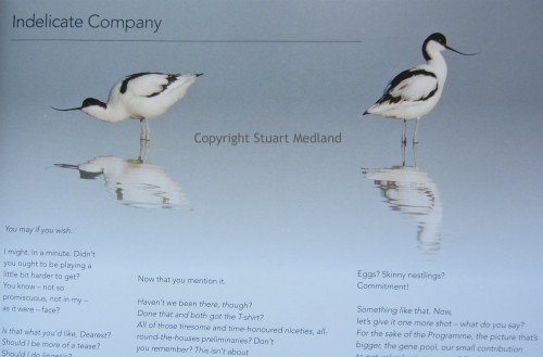 The Avocets which feature in Rings in the Shingle