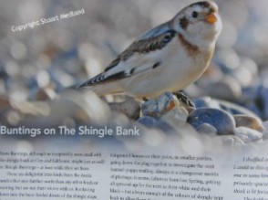 The elusive Buntings on the North Norfolk Coast The elusive Buntings on the North Norfolk Coast