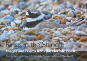 Rings in the Shingle Rings in the Shingle