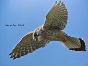 Part of the Norfolk Wildlife Books - a Kestrel Part of the Norfolk Wildlife Books - a Kestrel
