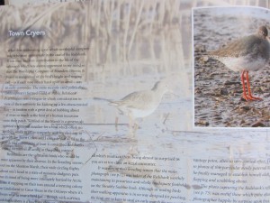 The noisy little Redshanks, the Town Criers The noisy little Redshanks, the Town Criers
