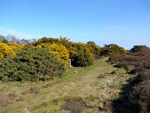 Bearing slightly right through the heather and gorse Bearing slightly right through the heather and gorse