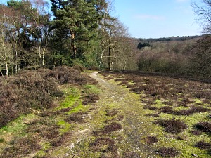 Heading down through the woods to East Runton Heading down through the woods to East Runton