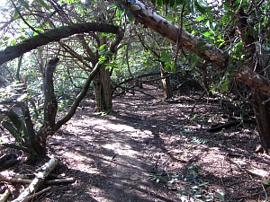 A fairly steep but pretty wood taking you up to the Roman Camp A fairly steep but pretty wood taking you up to the Roman Camp