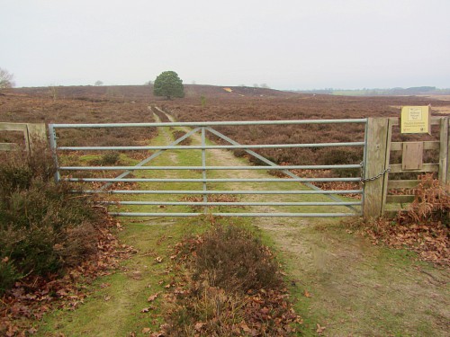 Roydon Common
