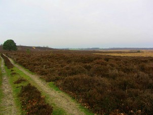 Roydon Common
