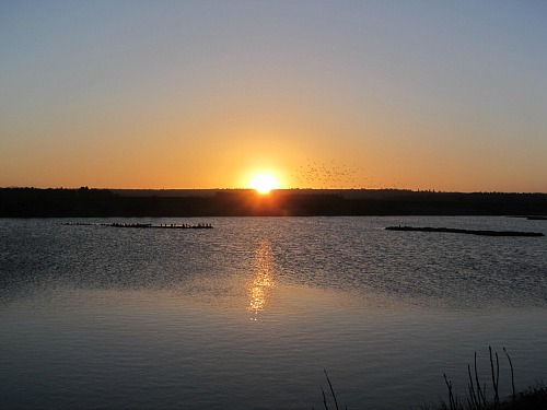 Getting up at the crack of dawn and watching the flight of the Pink Footed Geese