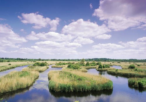 RSPB Strumpshaw Fen Events
