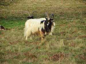 Grazing goats at Bard Hill
