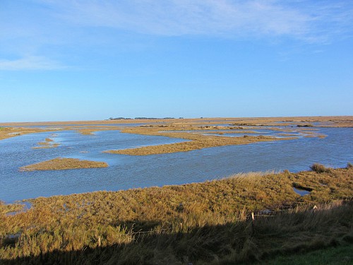 The Saltmarshes