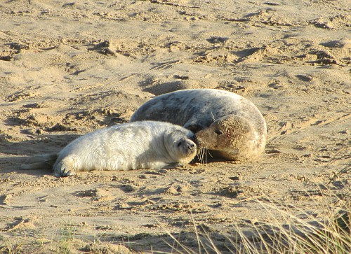The seals and their pups at Horsey beach