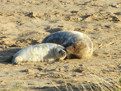 The seals and their pups at Horsey beach, close to the Norfolk Broads The seals and their pups at Horsey beach, close to the Norfolk Broads