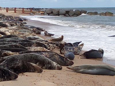 Never ending seals basking on Horsey beach