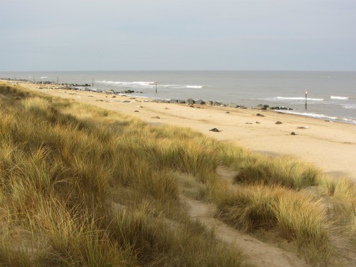 The seals at Horsey The seals at Horsey
