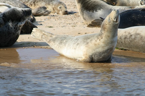 Seals in Norfolk at Blakeney Point Seals in Norfolk at Blakeney Point
