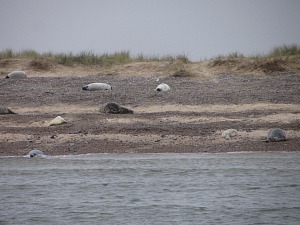 Blakeney Point Grey seals on the beach Blakeney Point Grey seals on the beach