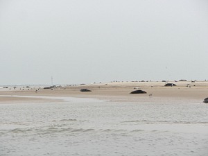 Grey Seals at Blakeney Point in the winter months Grey Seals at Blakeney Point in the winter months
