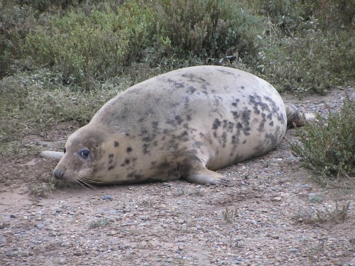 Grey seal guarding her pup