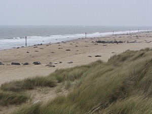 Horsey Gap Grey seals in the winter Horsey Gap Grey seals in the winter