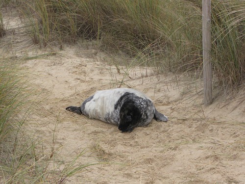 A seal pup on the path at Horsey beach