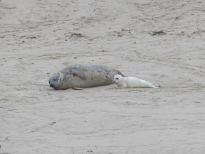 A Grey seal and her pup at Horsey Gap A Grey seal and her pup at Horsey Gap