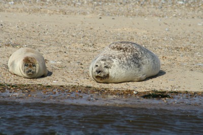 Large lazy seal! Large lazy seal!