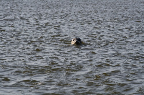 Inquisitive Seal Inquisitive Seal