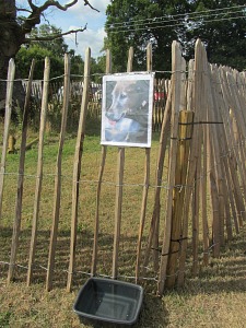 Water for the dogs Water for the dogs