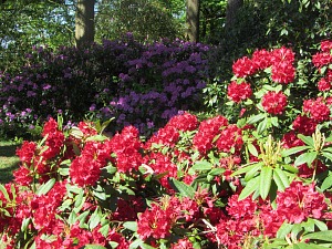 Magnificent rhododendrens at Sheringham Park Magnificent rhododendrens at Sheringham Park