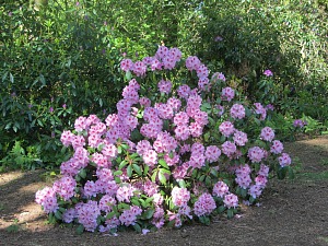 Rhododendrens Rhododendrens
