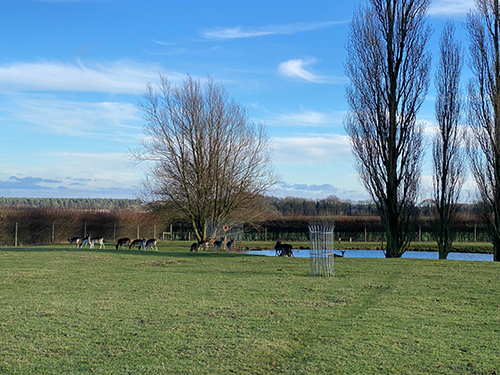 Silka Deer by the pond
