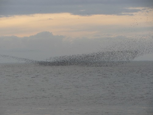 The wader spectacular which you can see at RSPB Snettisham, a short walk from the beach