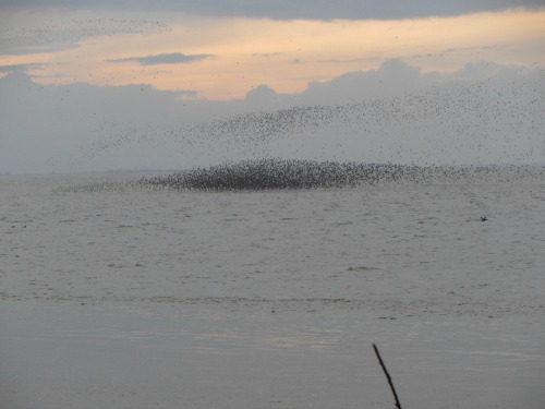 Snettisham Wader Spectacular Snettisham Wader Spectacular
