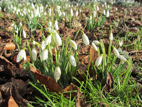 Best places to see snowdrops in Norfolk Best places to see snowdrops in Norfolk