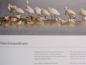 The spoonbills with their beaks like shoe horns The spoonbills with their beaks like shoe horns