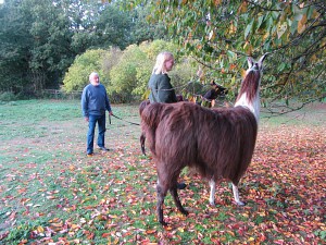 Stopping to let the llamas have a munch on the trees Stopping to let the llamas have a munch on the trees