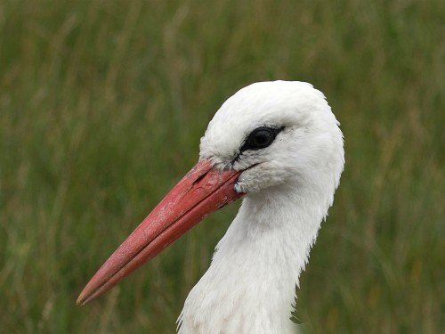 The White Stork