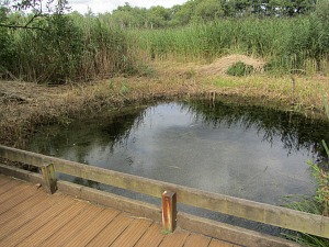 Strumpshaw Fen dipping pond Strumpshaw Fen dipping pond