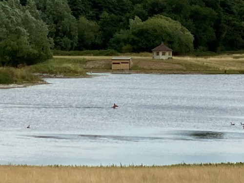 The swimming swamp deer at Watatunga