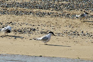 The terns at Blakeney Point The terns at Blakeney Point