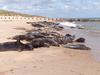 Lines of seals at Horsey beach in August