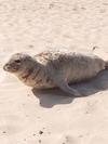 Seals at Horsey