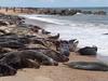 Never ending seals basking on Horsey beach
