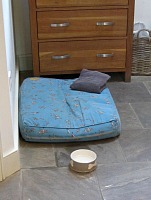 Dog beds and towels provided! Dog beds and towels provided!