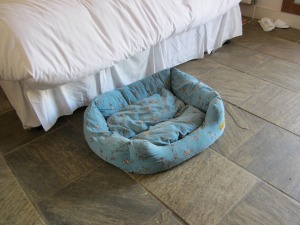 Dog friendly accommodation