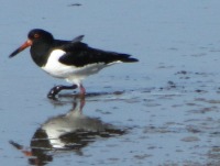 Oyster Catcher! Oyster Catcher!
