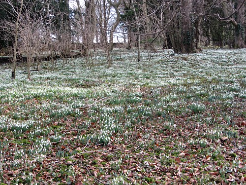 Walsingham snowdrops Walsingham snowdrops