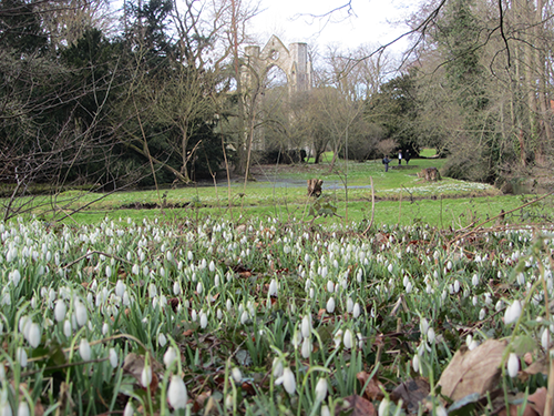 Snowdrops at Walsingham Abbey Snowdrops at Walsingham Abbey