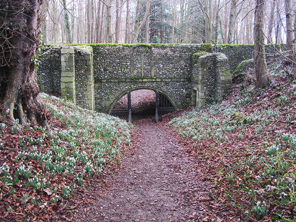 Snowdrops in Norfolk Snowdrops in Norfolk