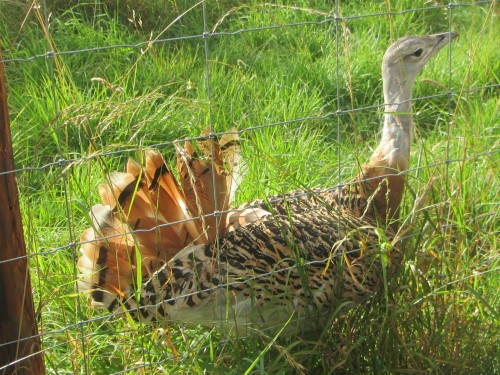Romel, The Great Bustard